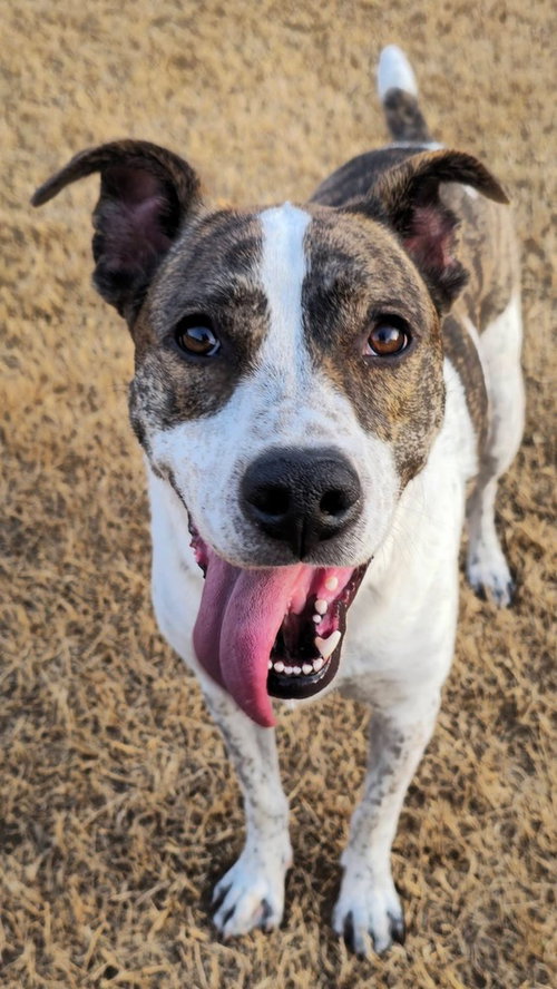 PIPER FKA ALICE - Pit Bull Terrier / Husky available for adoption