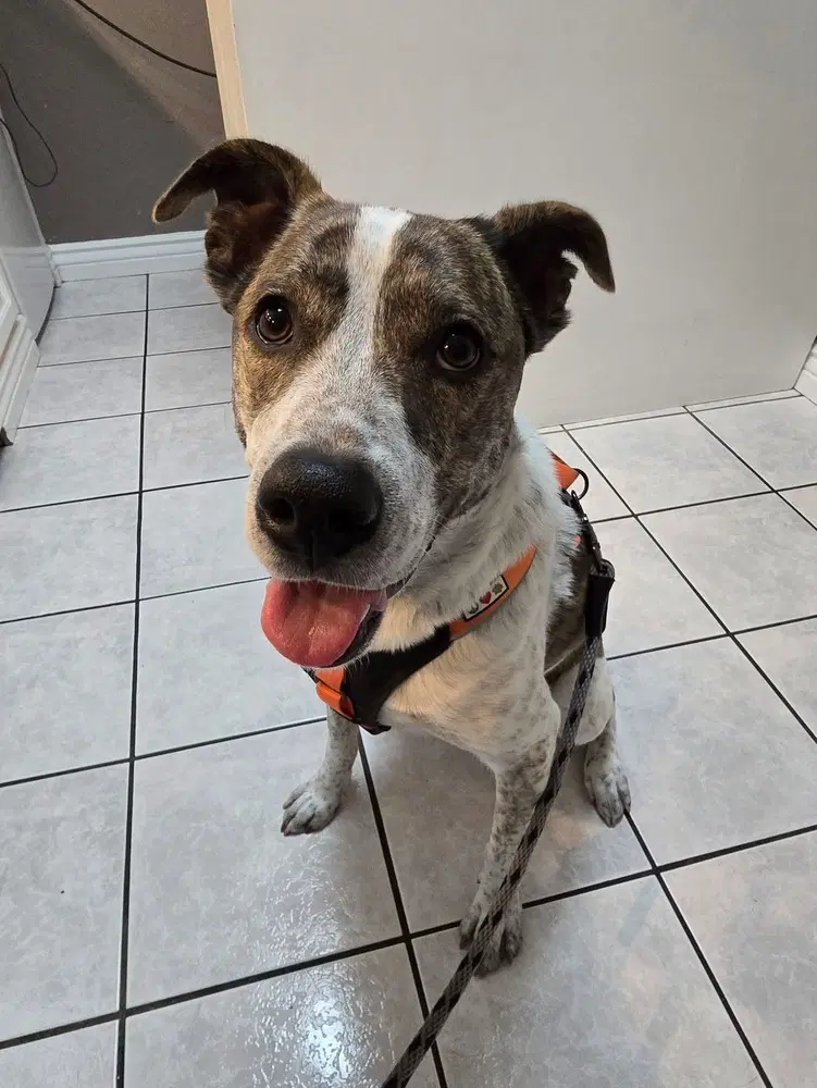 Piper Fka Alice - Pit Bull Terrier