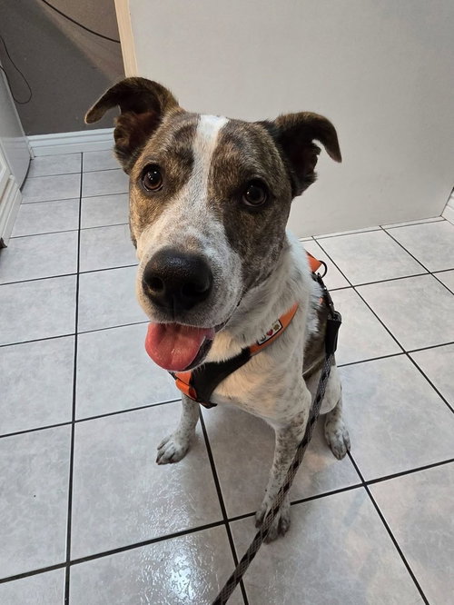 picture of the dog needing adoption