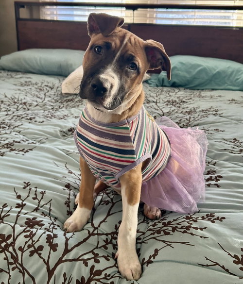picture of the dog needing adoption