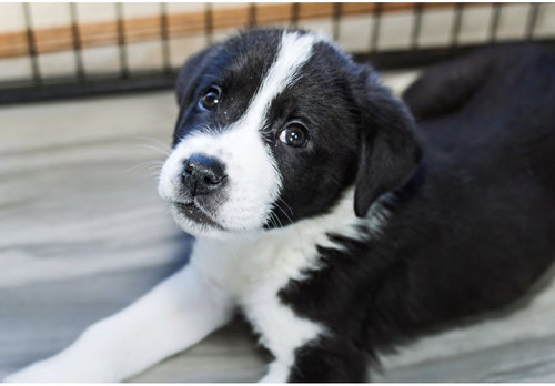 Kase, an adoptable Great Pyrenees in OKLAHOMA CITY, OK