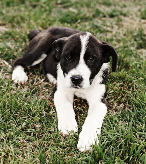 Kase, an adoptable Great Pyrenees in OKLAHOMA CITY, OK