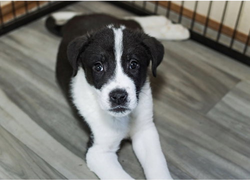 Krypt, an adoptable Great Pyrenees in OKLAHOMA CITY, OK