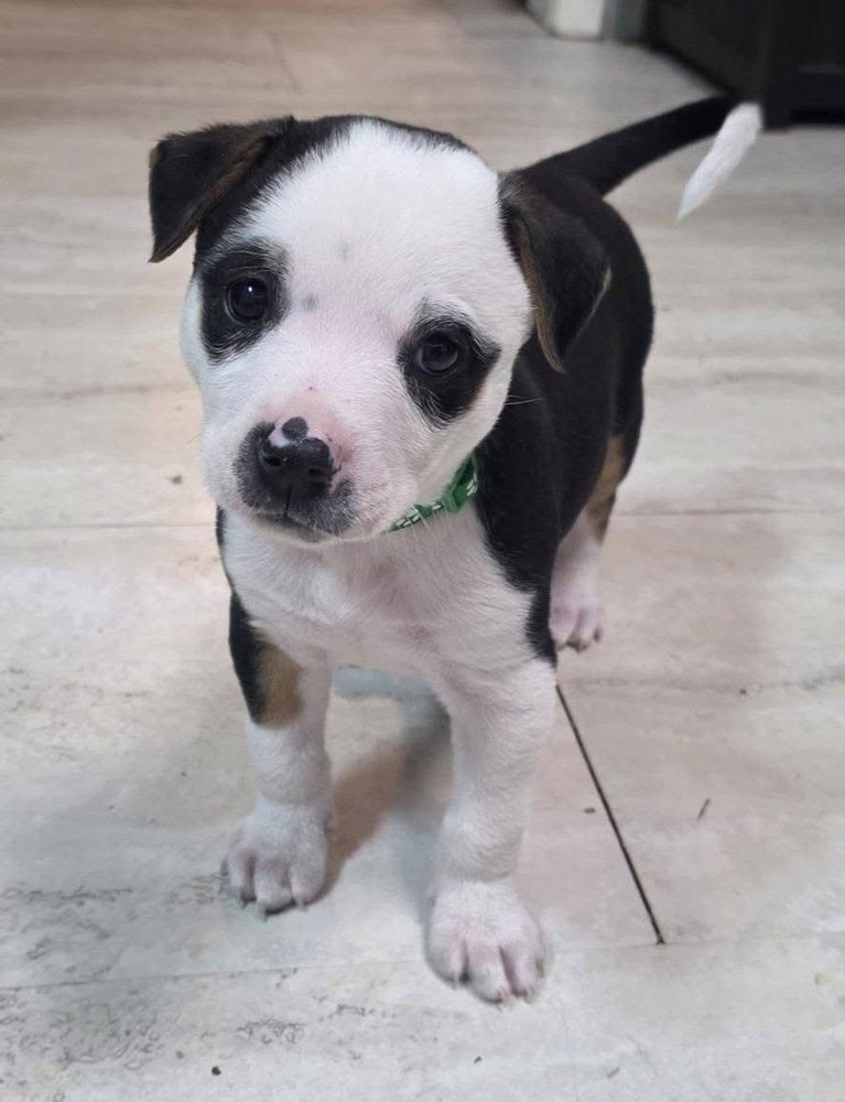 Pit Bull