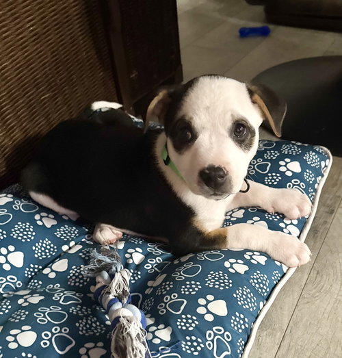 Achilles, an adoptable Pit Bull Terrier in OKLAHOMA CITY, OK