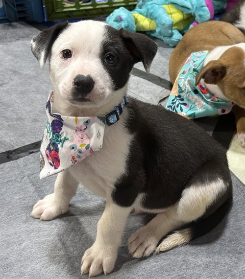 Asher, an adoptable Pit Bull Terrier in OKLAHOMA CITY, OK