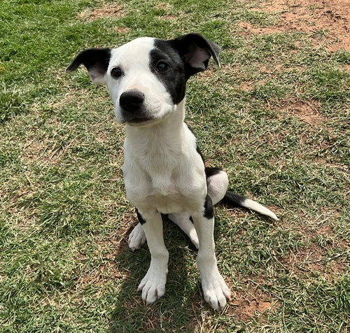 Asher, an adoptable Pit Bull Terrier in OKLAHOMA CITY, OK