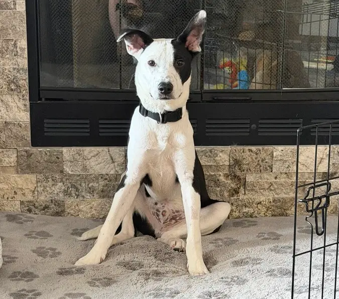 Asher - Pit Bull Terrier