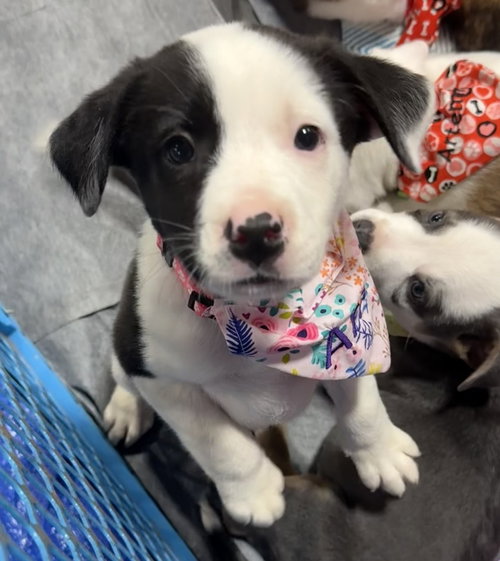 picture of the dog needing adoption