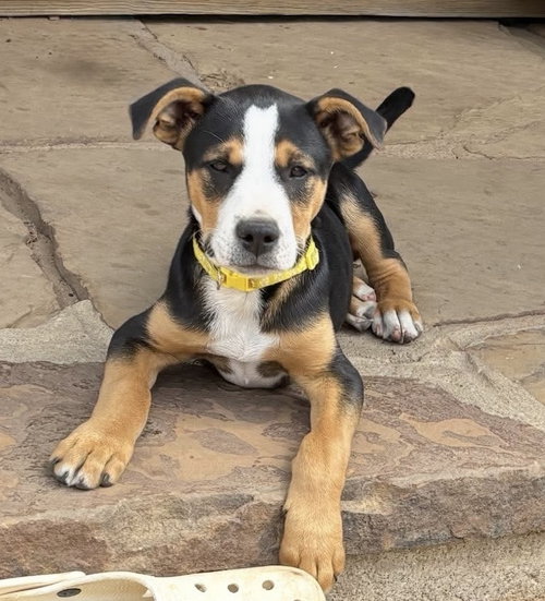 Archer, an adoptable Pit Bull Terrier in OKLAHOMA CITY, OK