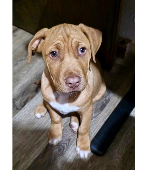 Ego, an adoptable Pit Bull Terrier in OKLAHOMA CITY, OK
