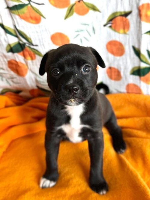 Petunia, an adoptable Pit Bull Terrier in OKLAHOMA CITY, OK