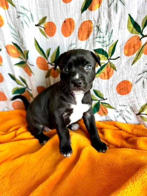 Poppy, an adoptable Pit Bull Terrier in OKLAHOMA CITY, OK