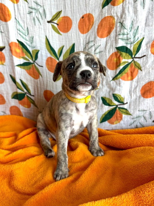 Primrose, an adoptable Pit Bull Terrier in OKLAHOMA CITY, OK