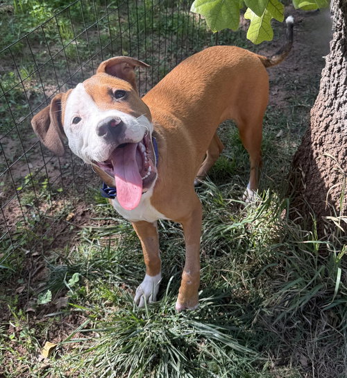 Grimm, an adoptable Boxer in OKLAHOMA CITY, OK