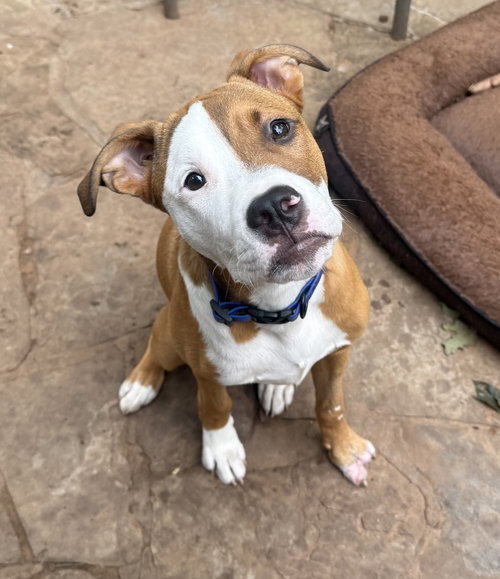 Grimm, an adoptable Boxer in OKLAHOMA CITY, OK