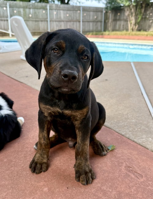 Clover, an adoptable Labrador Retriever in OKLAHOMA CITY, OK