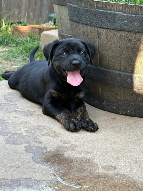 Violet, an adoptable Labrador Retriever in OKLAHOMA CITY, OK