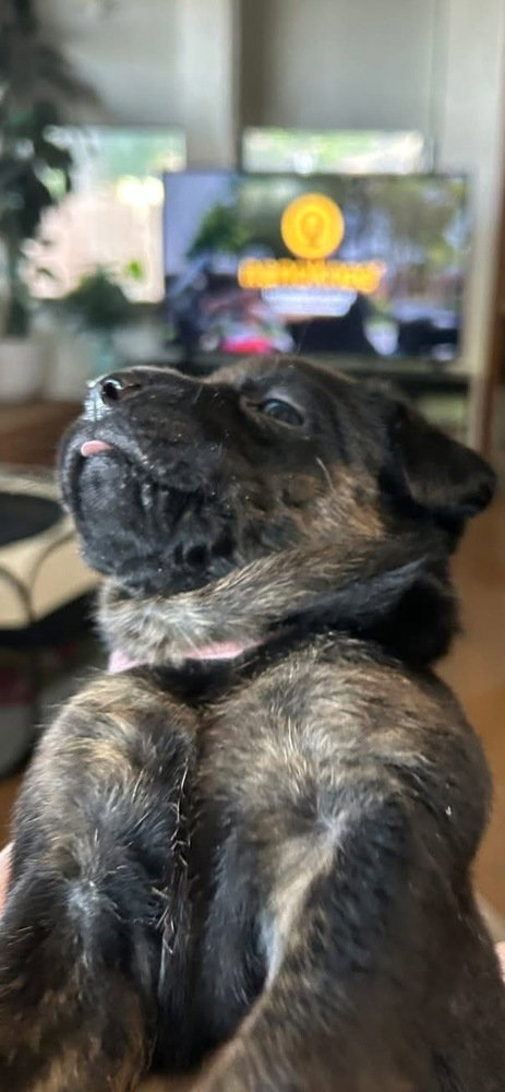 Tulip