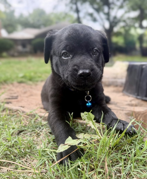 Meeko