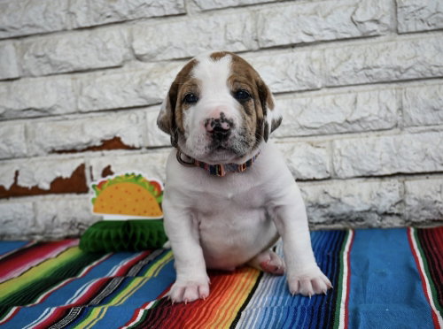 Queso, an adoptable Great Dane in OKLAHOMA CITY, OK