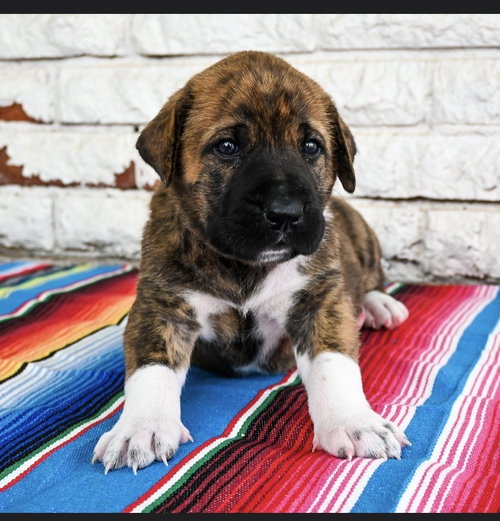Nacho, an adoptable Great Dane in OKLAHOMA CITY, OK