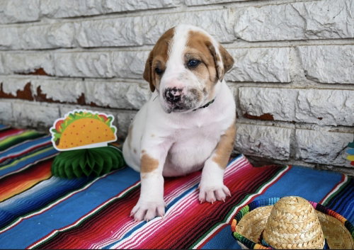 Burrito, an adoptable Great Dane in OKLAHOMA CITY, OK
