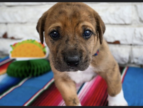 Taco, an adoptable Great Dane in OKLAHOMA CITY, OK