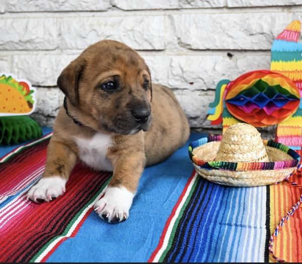 Taco