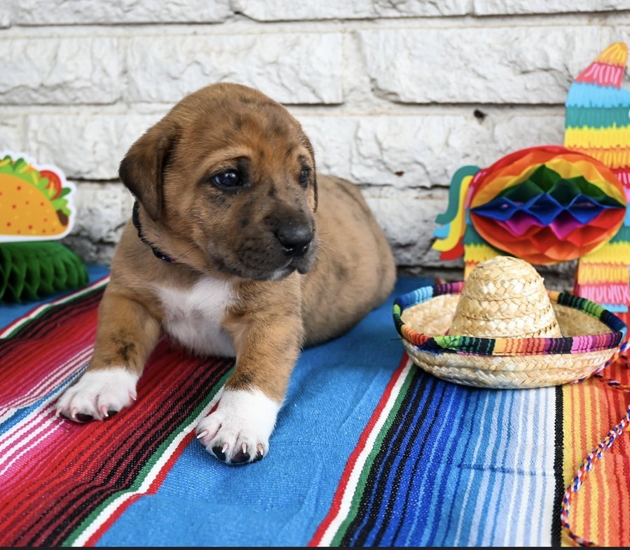 Taco