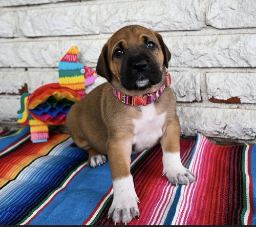 Sopapilla, an adoptable Great Dane in OKLAHOMA CITY, OK