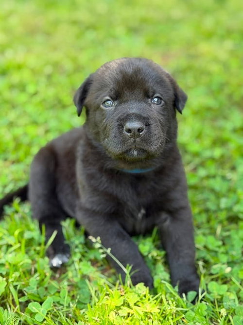 Bud