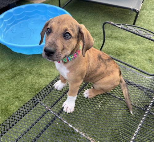 Valentina, an adoptable Great Dane in OKLAHOMA CITY, OK