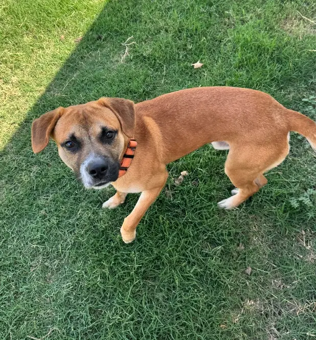 Syl - Beagle