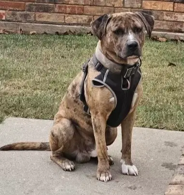Guapo - Pit Bull Terrier