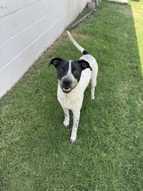 Tod, an adoptable Cattle Dog in OKLAHOMA CITY, OK