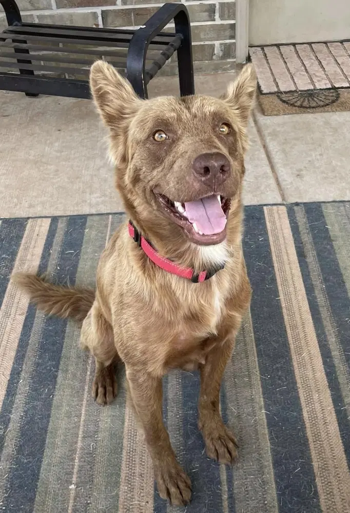 Honey - Shepherd
