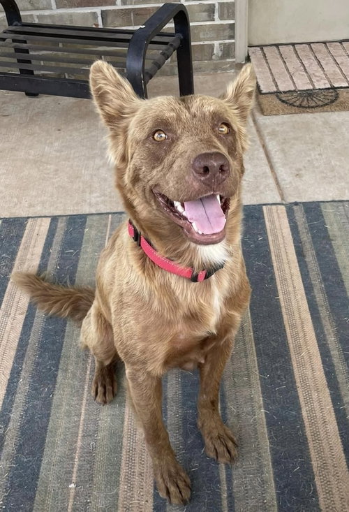 Honey, an adoptable Shepherd in OKLAHOMA CITY, OK