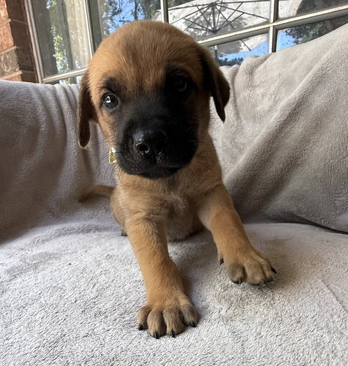 Mango, an adoptable Golden Retriever in OKLAHOMA CITY, OK