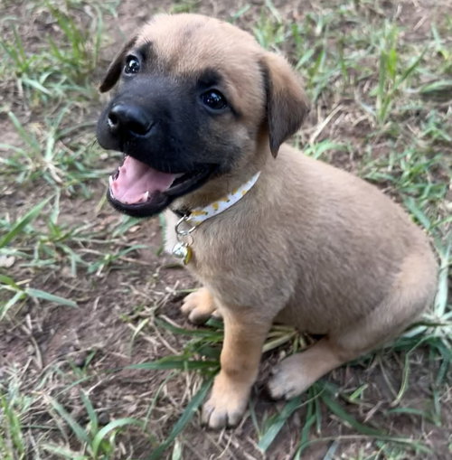 Mango