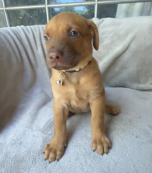 Melon, an adoptable Golden Retriever in OKLAHOMA CITY, OK