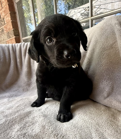 Kiwi, an adoptable Golden Retriever in OKLAHOMA CITY, OK