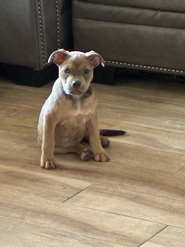 Daisy