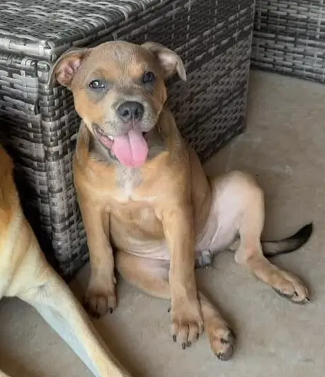 Daisy - Pit Bull Terrier