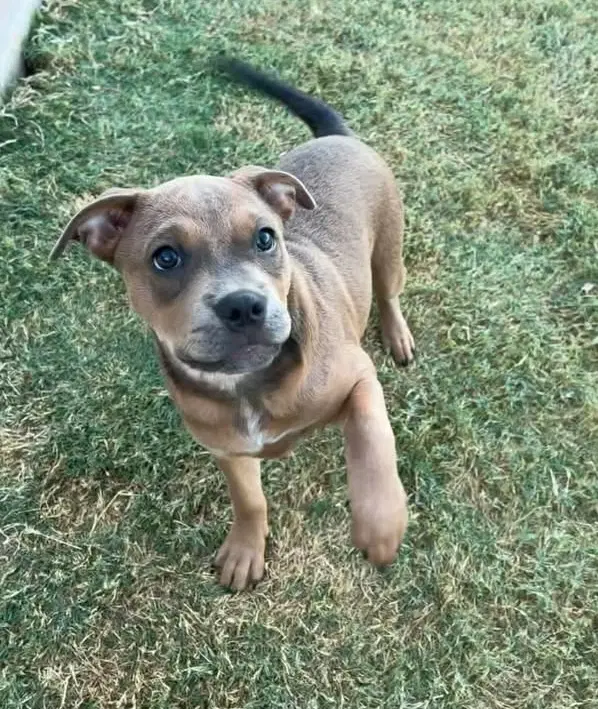 Daisy - Pit Bull Terrier