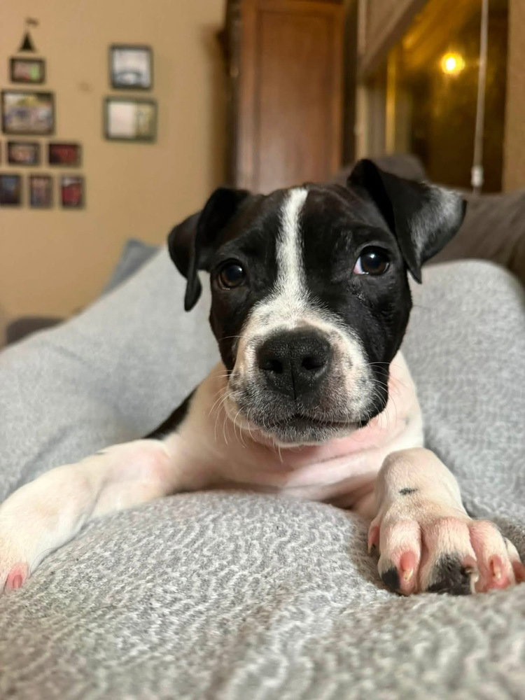 Merida, American Staffordshire Terrier