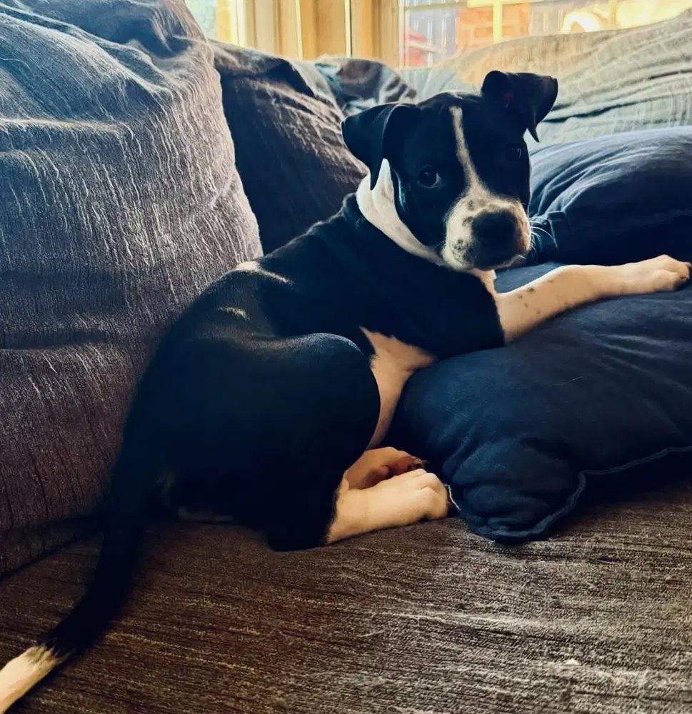 Merida - American Staffordshire Terrier