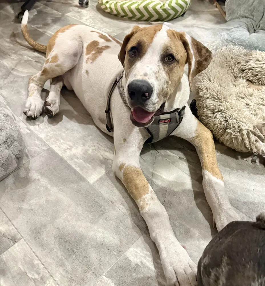 Burrito - Great Dane