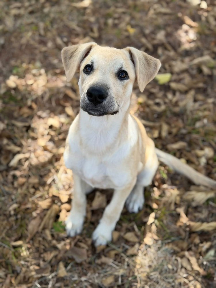 Quinn, Labrador Retriever