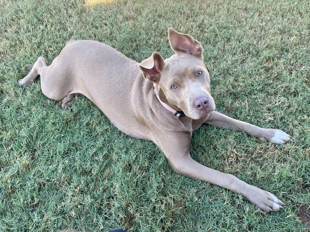 Remi, Pit Bull Terrier